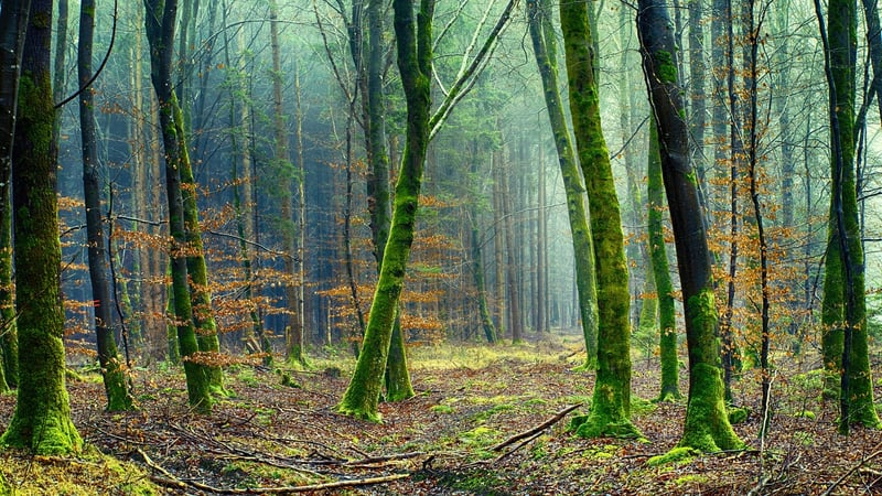 Forest Green Suits