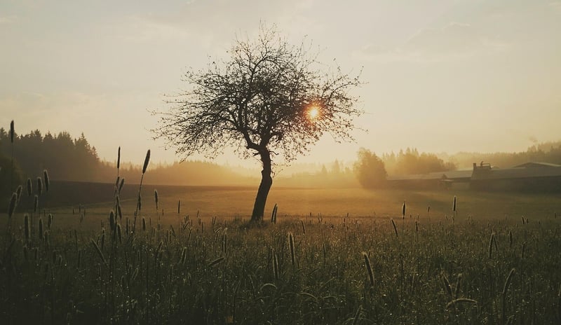 Mystical Meadow