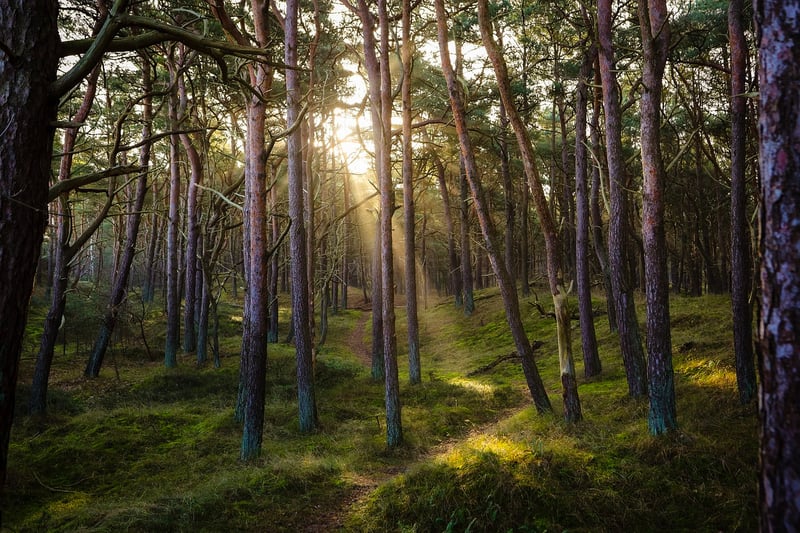 Forest Green Suit Inspiration