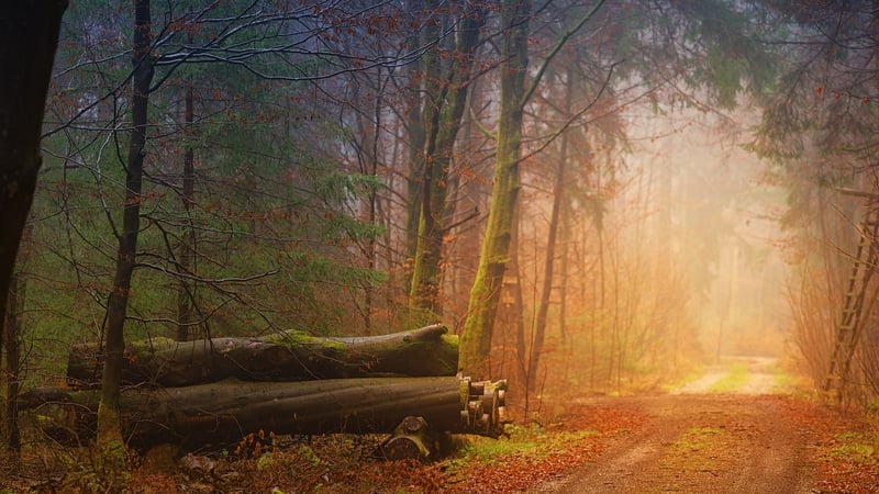 Forest Elements