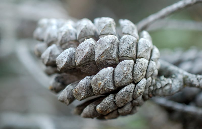 Pine Cone Bowling